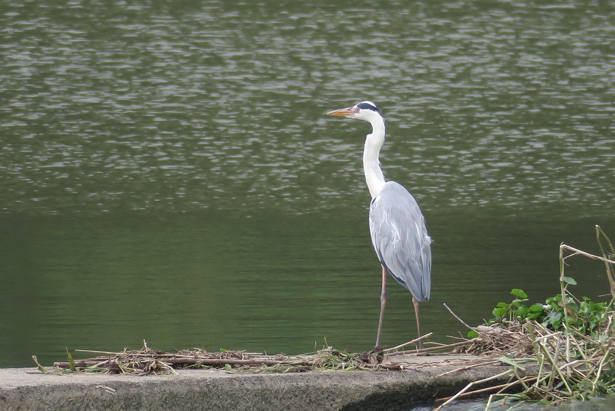 f:id:amami_atq:20210711213112j:plain