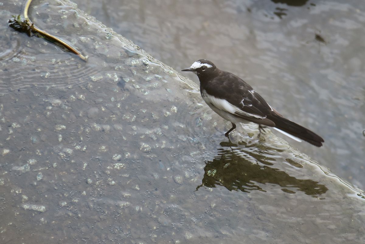 f:id:amami_atq:20210711213141j:plain