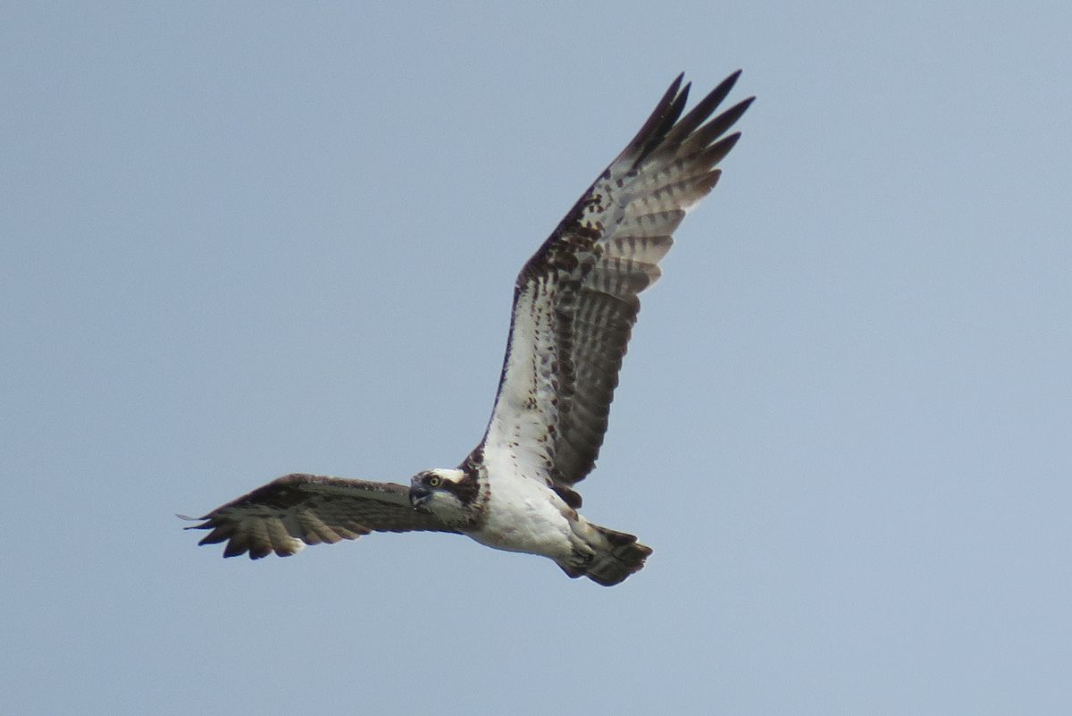 f:id:amami_atq:20210711213210j:plain