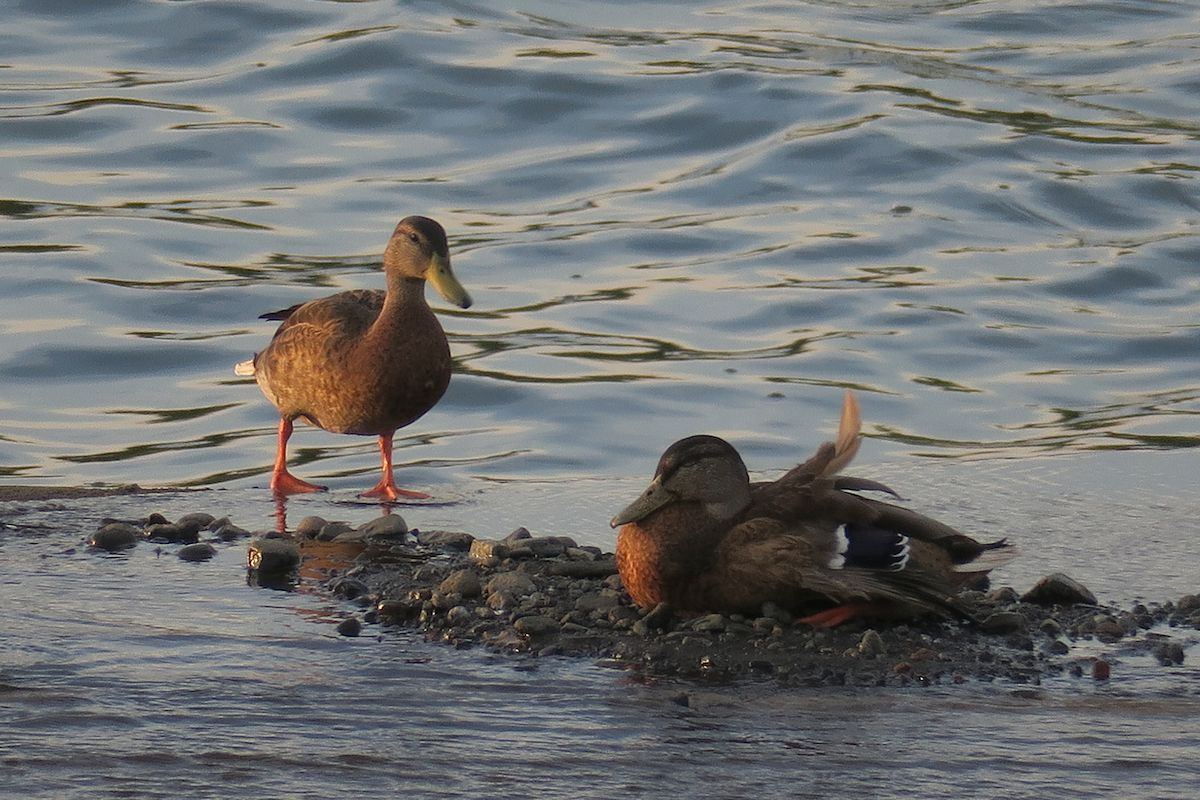 f:id:amami_atq:20210720220640j:plain