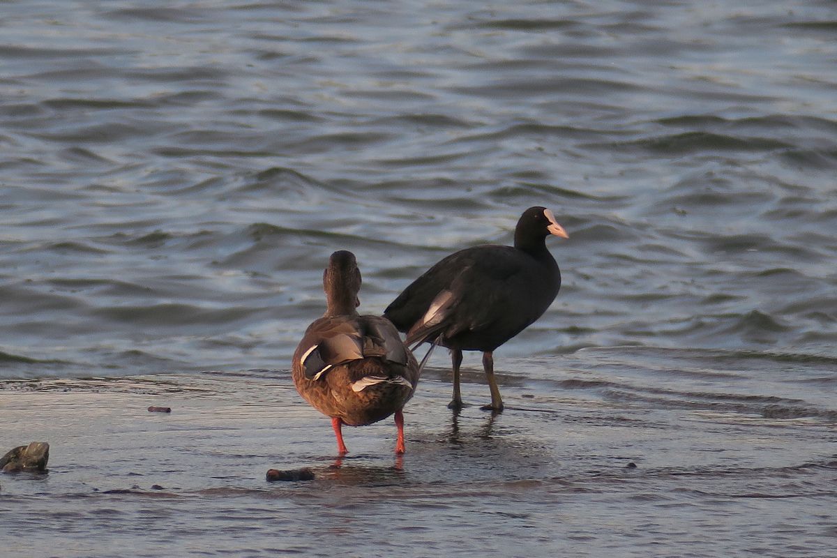 f:id:amami_atq:20210720220653j:plain