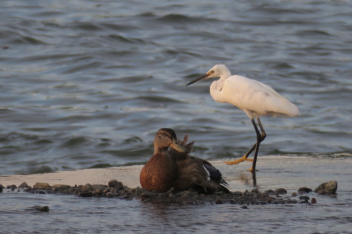 f:id:amami_atq:20210720220707j:plain