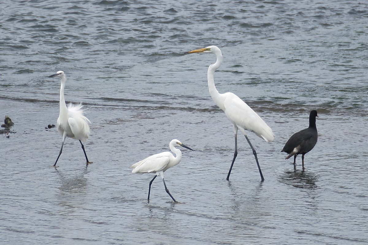 f:id:amami_atq:20210723195012j:plain