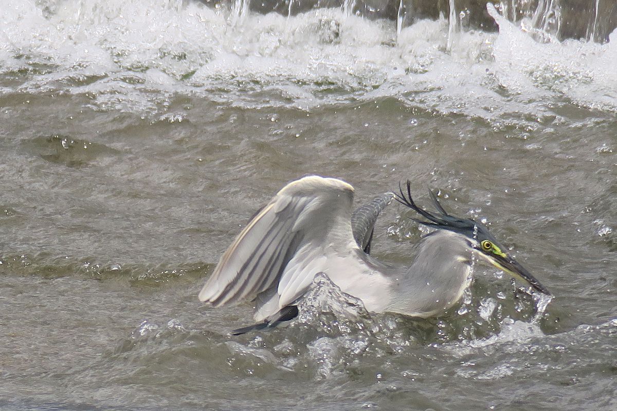 f:id:amami_atq:20210723195633j:plain