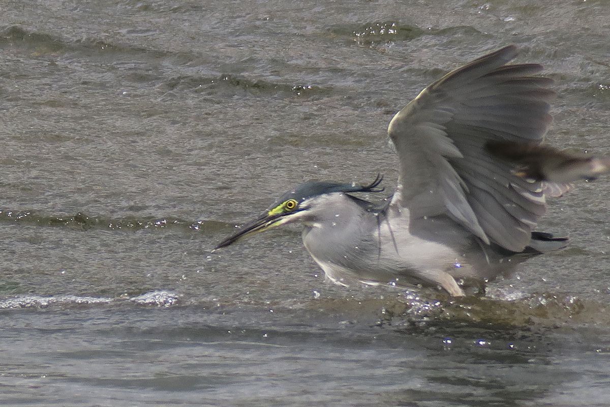 f:id:amami_atq:20210723195643j:plain