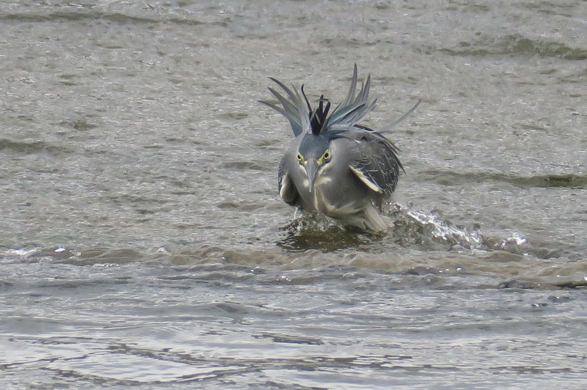 f:id:amami_atq:20210723195744j:plain