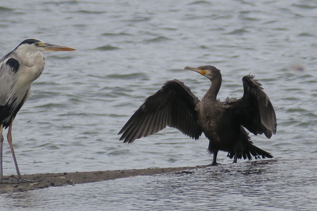 f:id:amami_atq:20210723200300j:plain