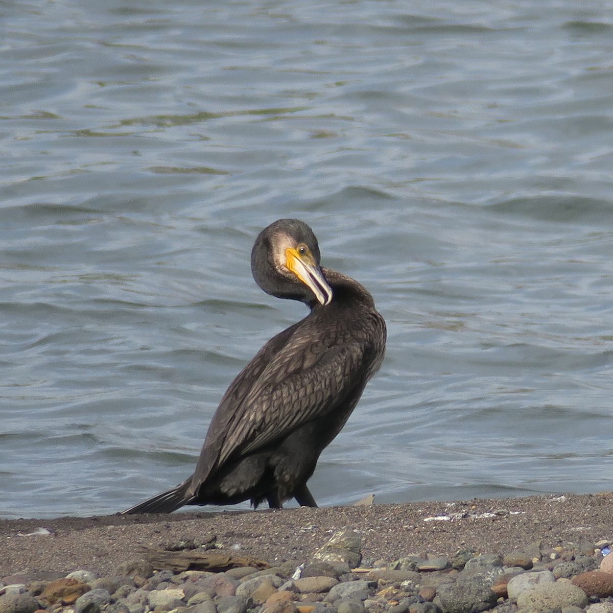 f:id:amami_atq:20210723200512j:plain