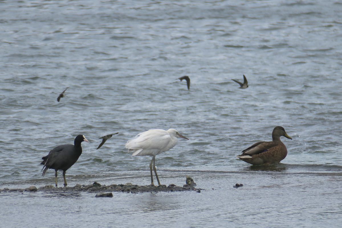 f:id:amami_atq:20210723200546j:plain