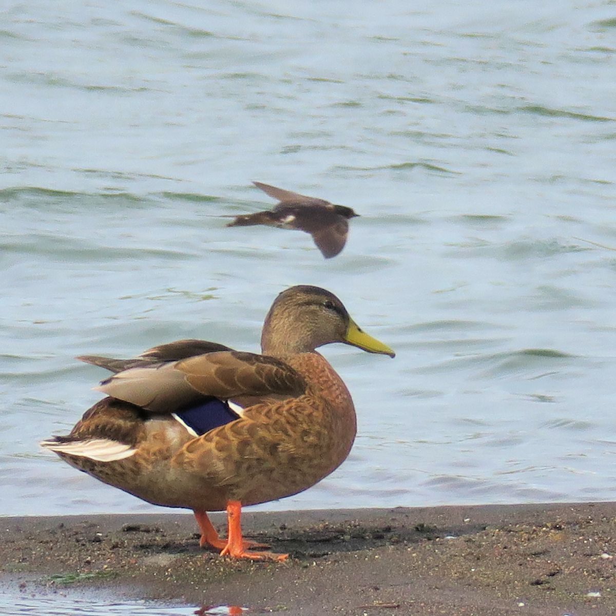 f:id:amami_atq:20210723200644j:plain