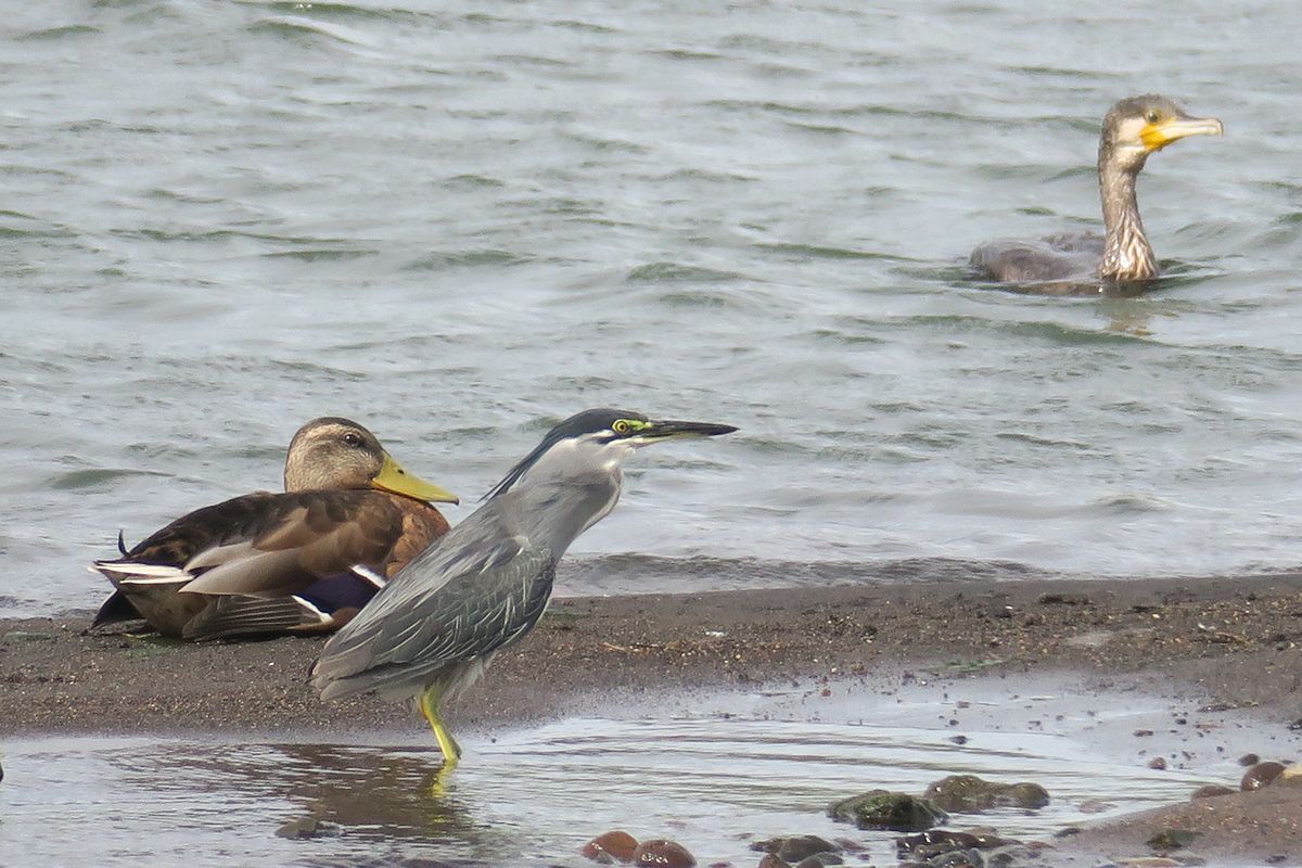 f:id:amami_atq:20210723200911j:plain