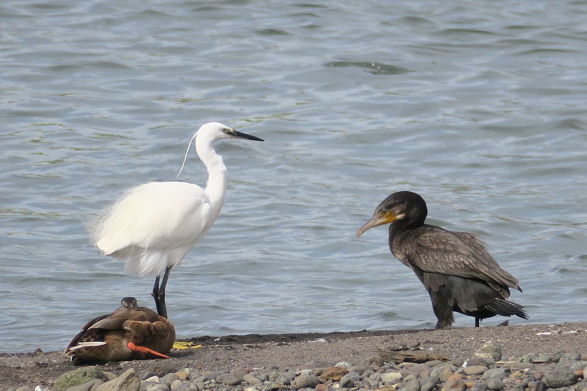 f:id:amami_atq:20210723200931j:plain