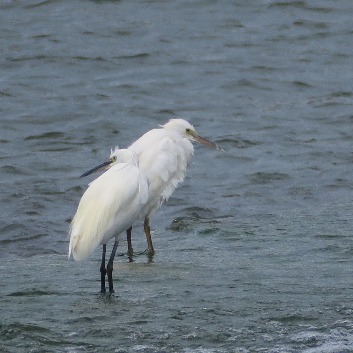 f:id:amami_atq:20210723201022j:plain