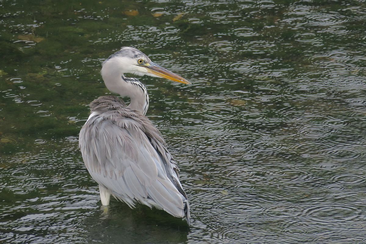 f:id:amami_atq:20210816182430j:plain