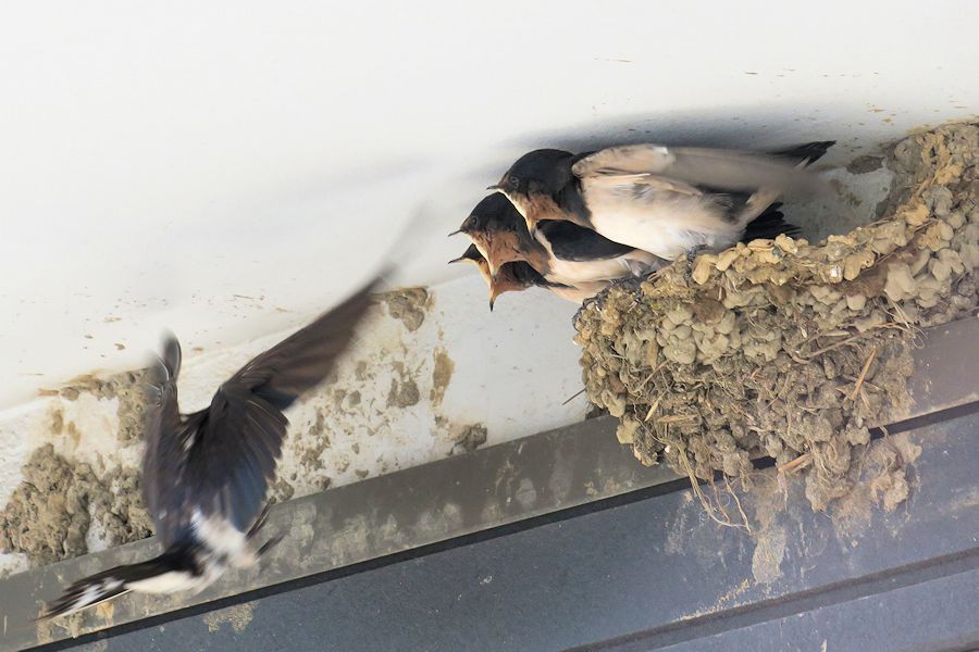 f:id:amami_atq:20210818183032j:plain