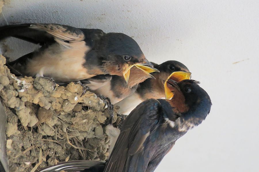 f:id:amami_atq:20210818183110j:plain