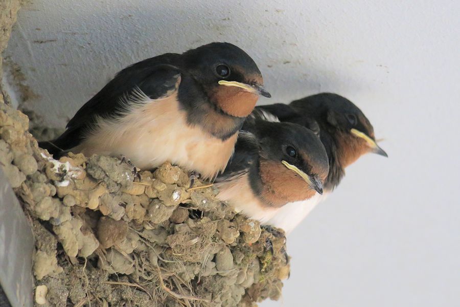 f:id:amami_atq:20210818183122j:plain