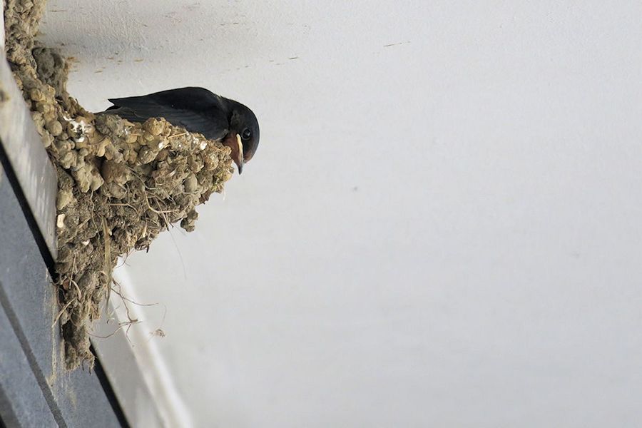 f:id:amami_atq:20210818183331j:plain