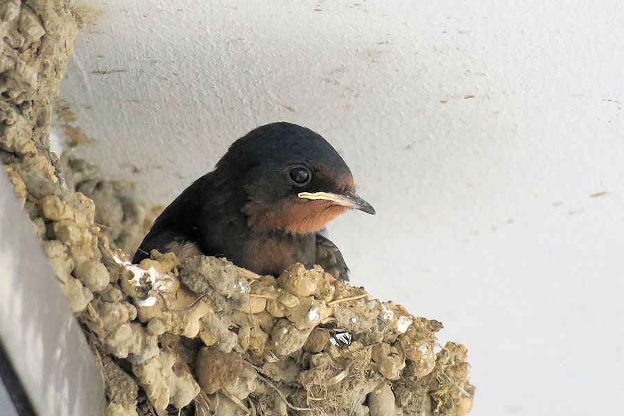 f:id:amami_atq:20210818183409j:plain