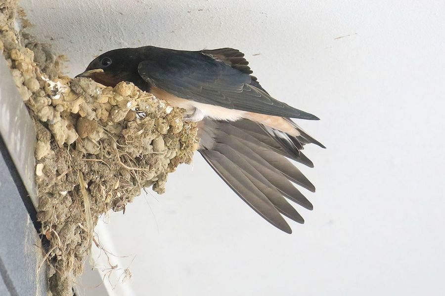 f:id:amami_atq:20210818183804j:plain