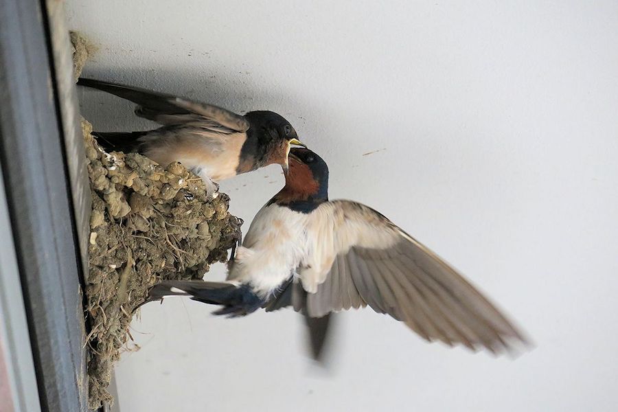 f:id:amami_atq:20210818184051j:plain