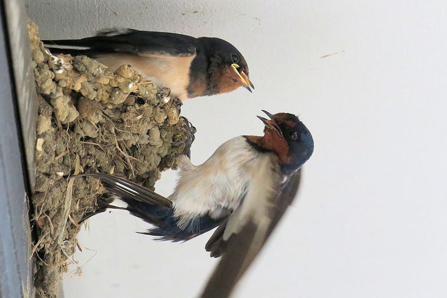 f:id:amami_atq:20210818184103j:plain