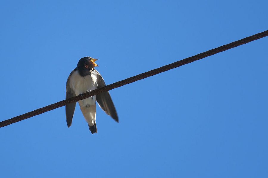 f:id:amami_atq:20210819112324j:plain