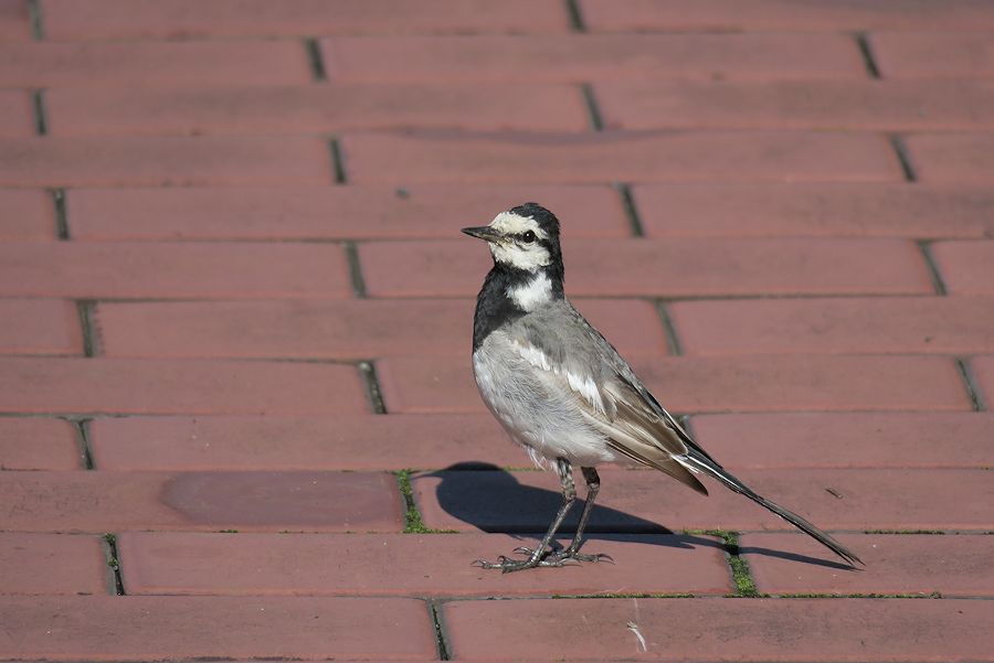 f:id:amami_atq:20210819112701j:plain