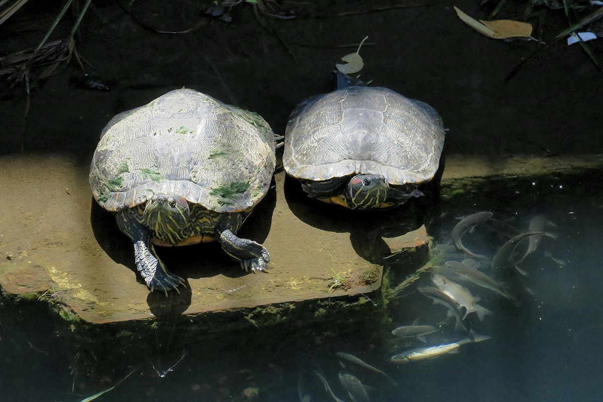 f:id:amami_atq:20210820234004j:plain