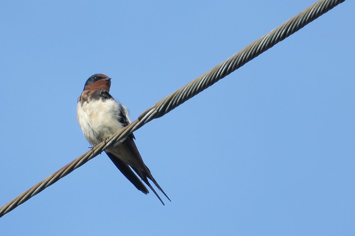 f:id:amami_atq:20210820235512j:plain