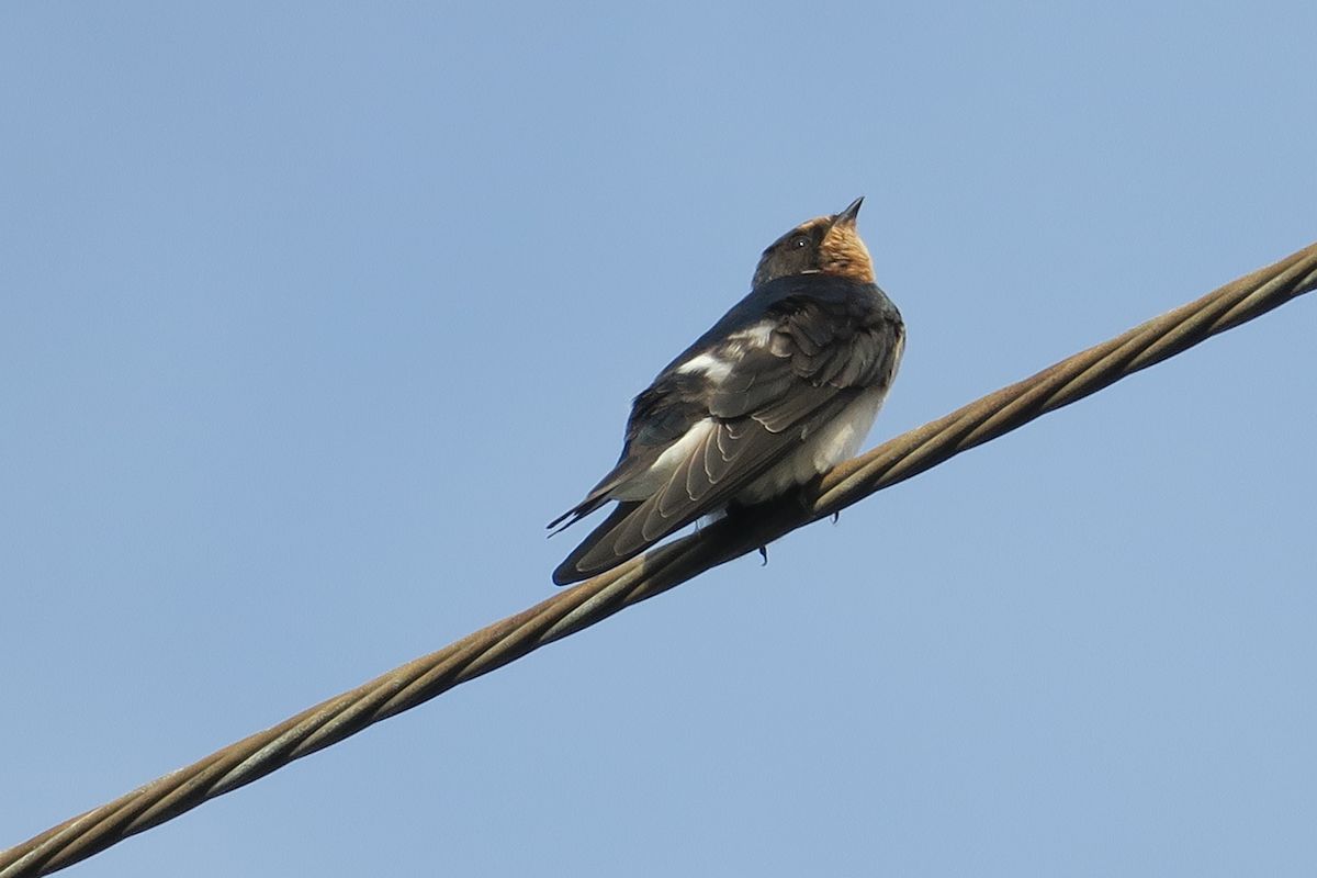 f:id:amami_atq:20210820235524j:plain