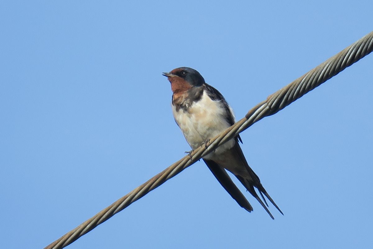 f:id:amami_atq:20210820235547j:plain