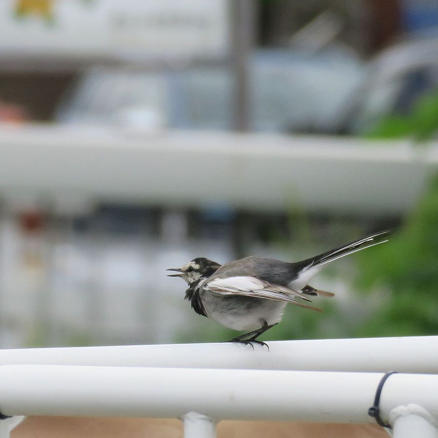 f:id:amami_atq:20210905175329j:plain