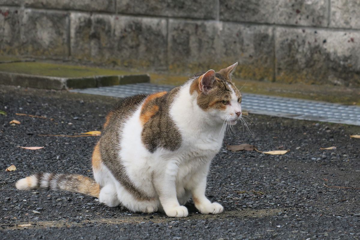 f:id:amami_atq:20211013184520j:plain