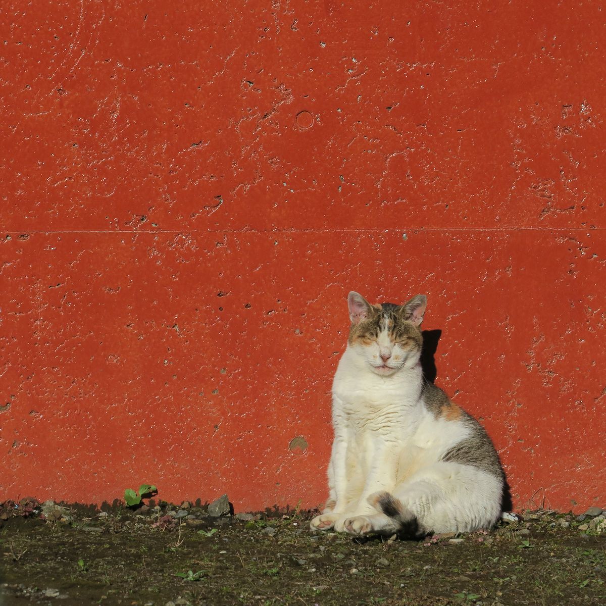 f:id:amami_atq:20211020095508j:plain