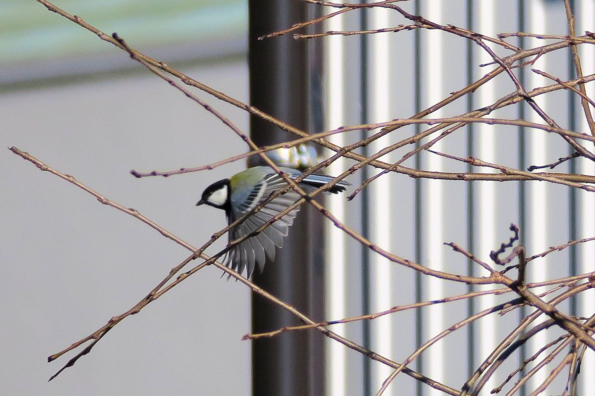 f:id:amami_atq:20211020095949j:plain