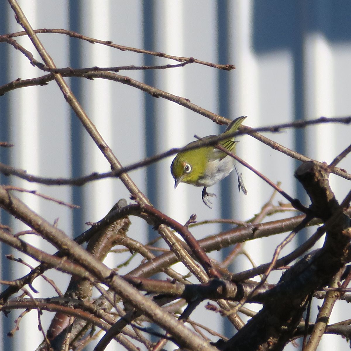 f:id:amami_atq:20211020100218j:plain