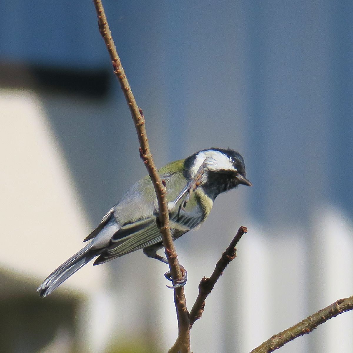 f:id:amami_atq:20211020100233j:plain