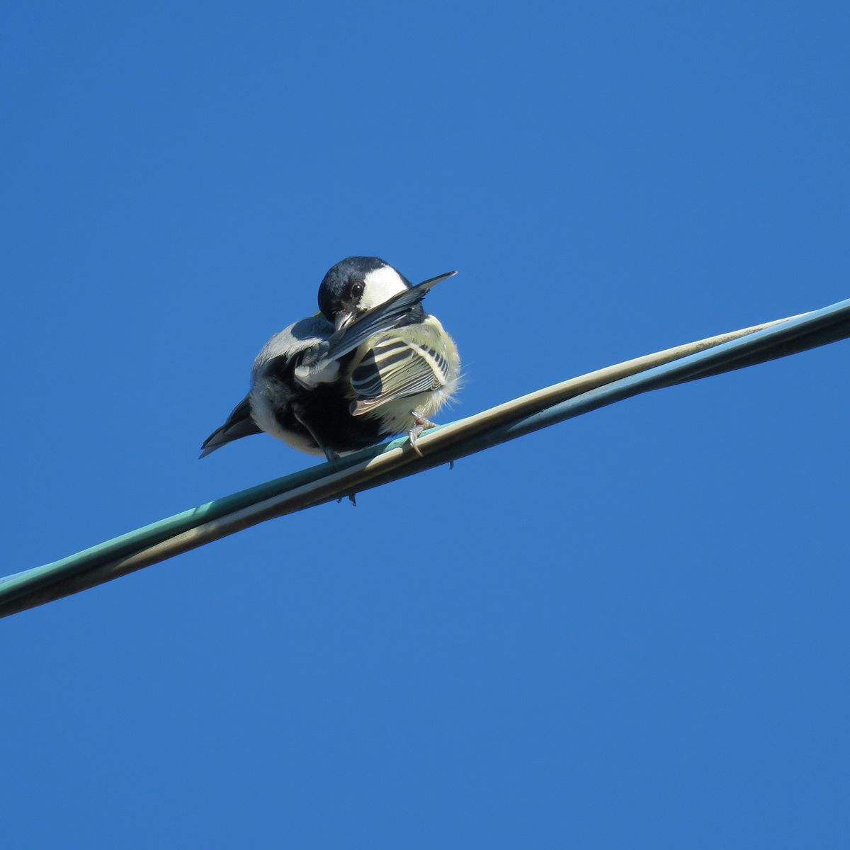 f:id:amami_atq:20211020100428j:plain