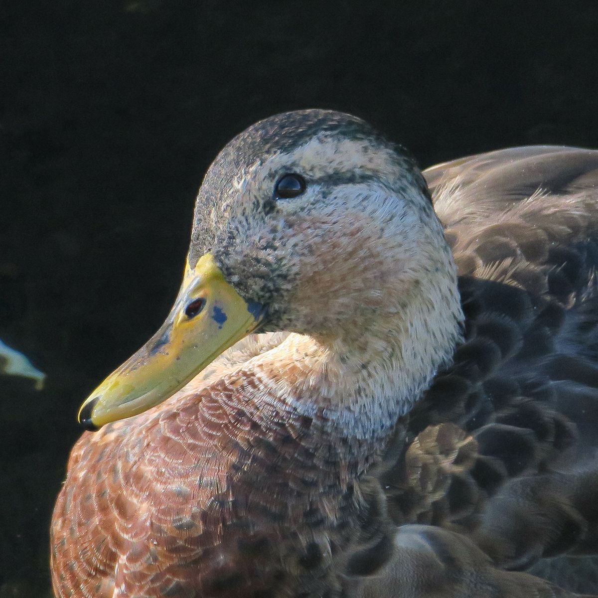 f:id:amami_atq:20211023093722j:plain