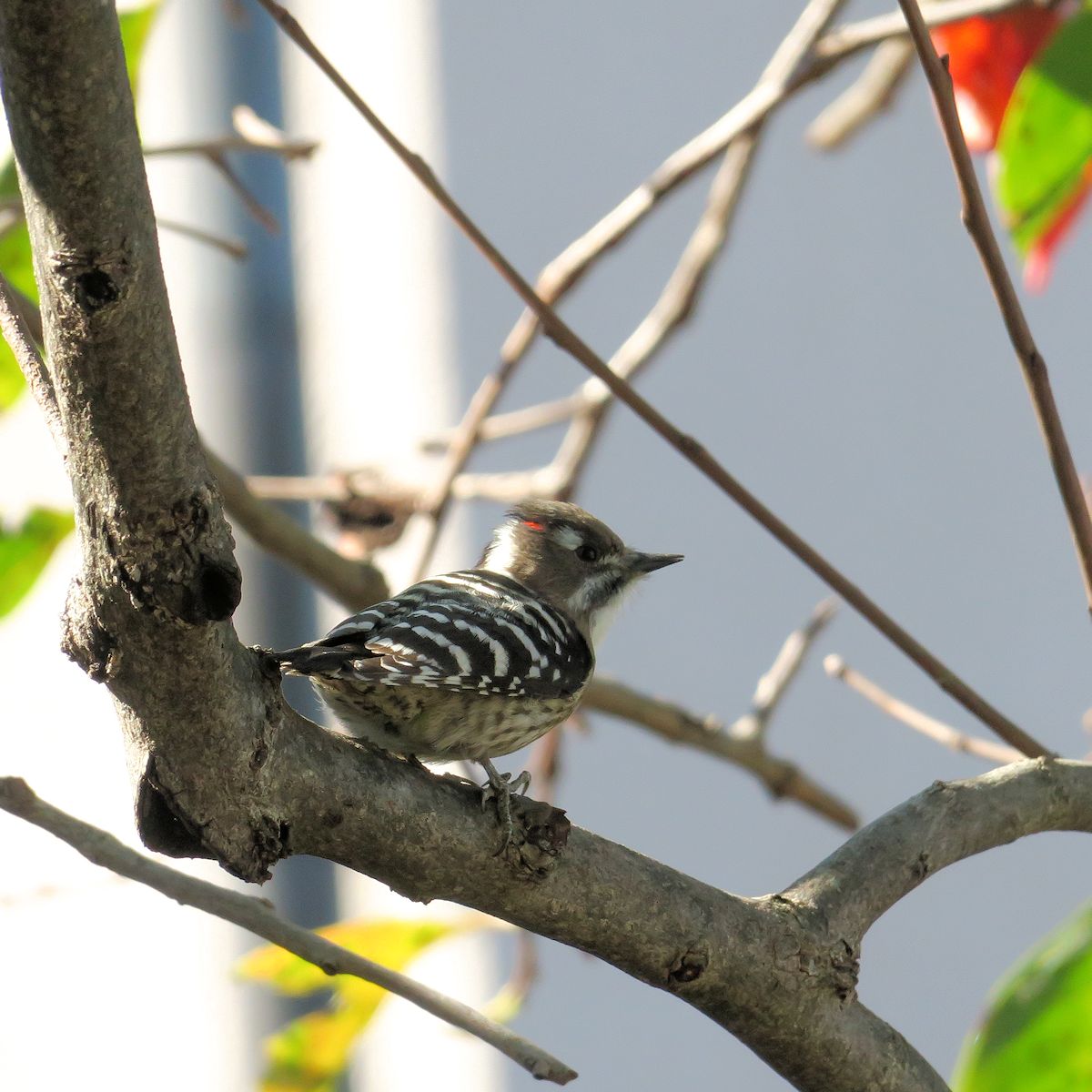 f:id:amami_atq:20211024123040j:plain