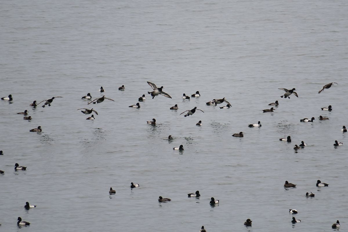 f:id:amami_atq:20220131170031j:plain