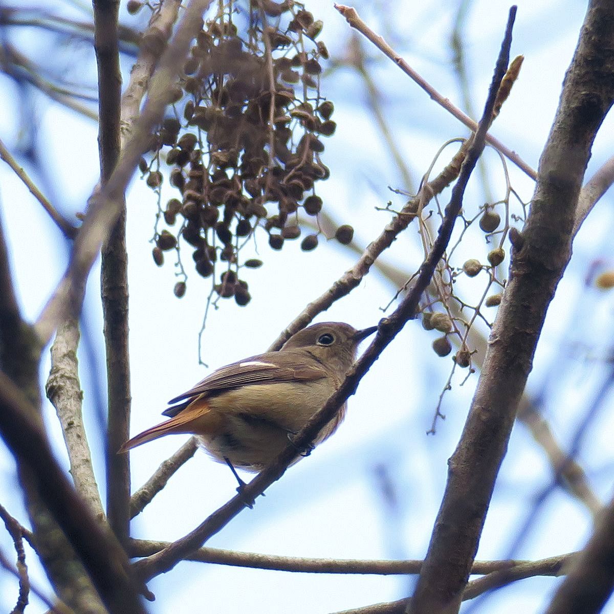 f:id:amami_atq:20220219163123j:plain