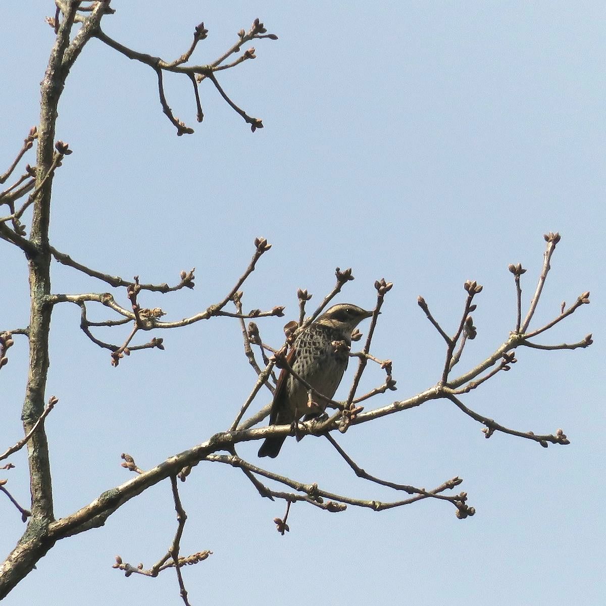 f:id:amami_atq:20220219163310j:plain