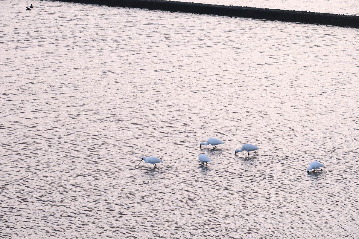 f:id:amami_atq:20220220210812j:plain