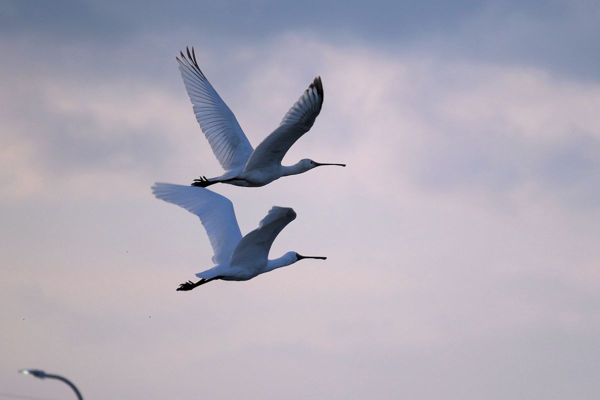 f:id:amami_atq:20220220210836j:plain