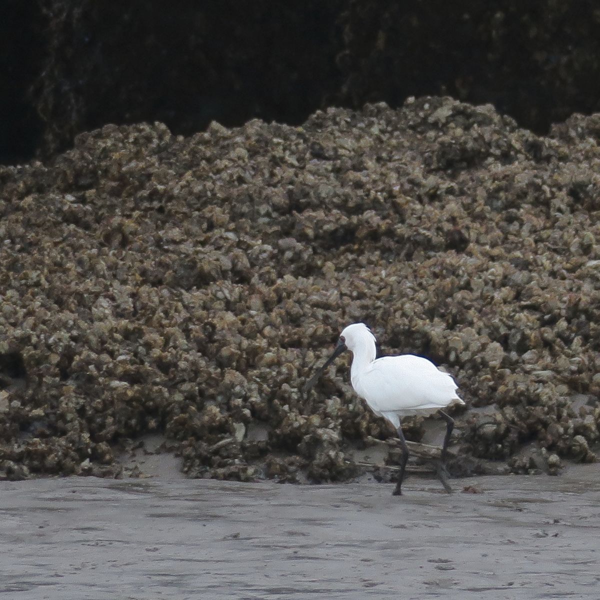 f:id:amami_atq:20220220210845j:plain