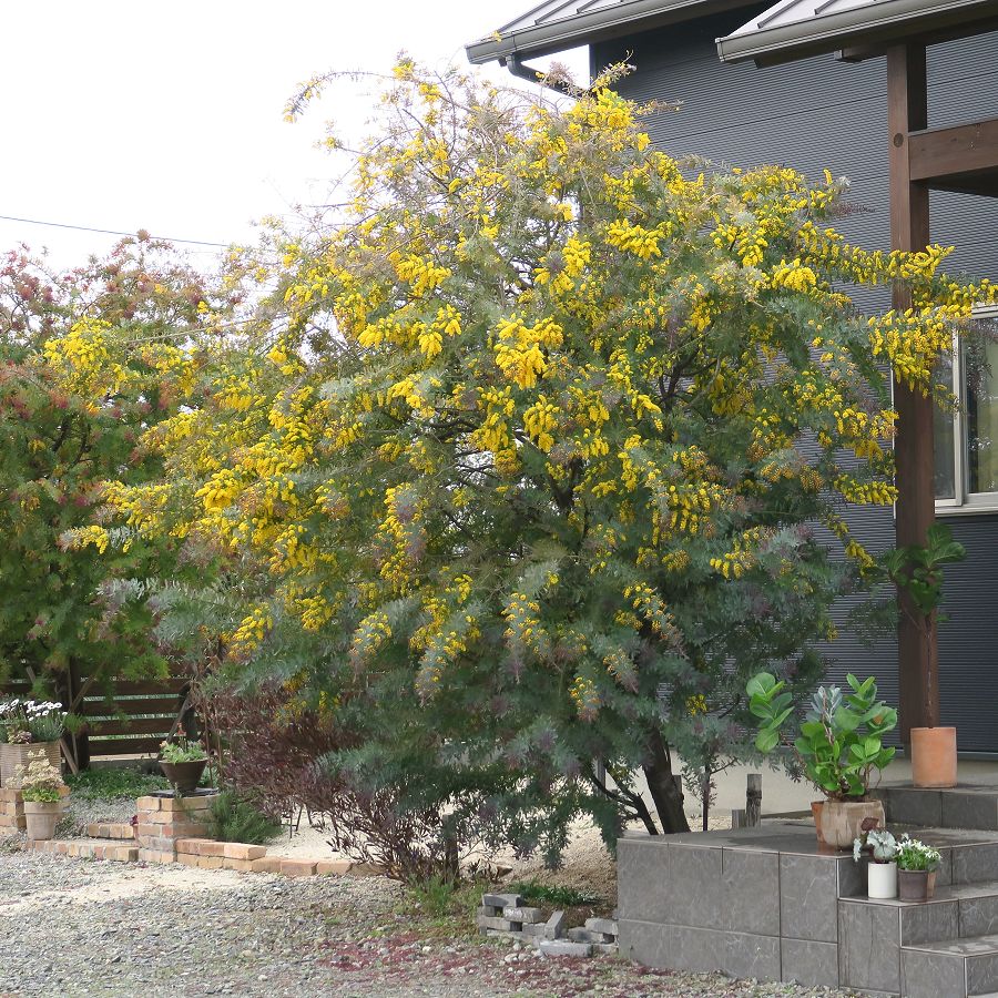 f:id:amami_atq:20220314150220j:plain