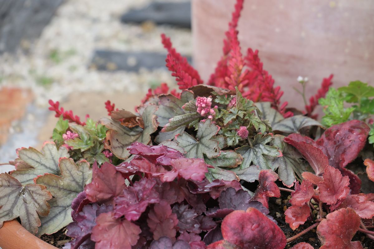 f:id:amami_atq:20220314160929j:plain