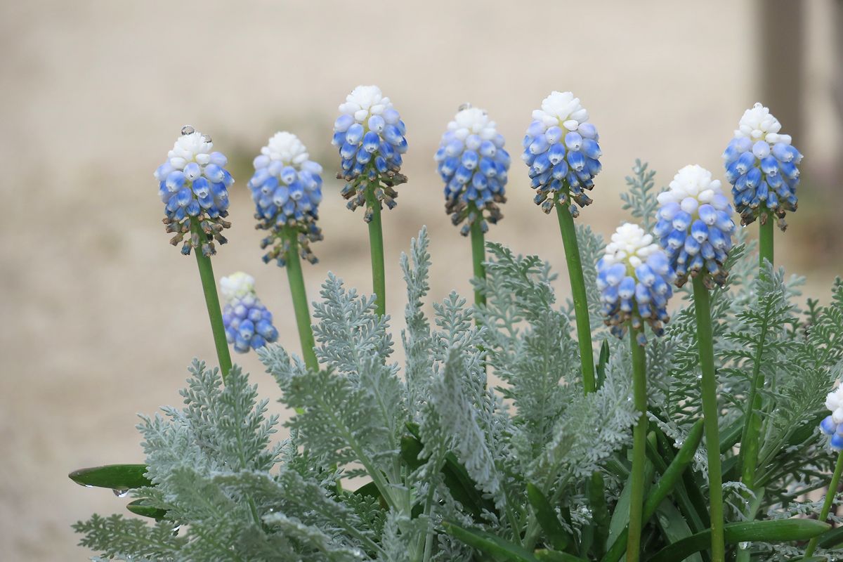 f:id:amami_atq:20220314161711j:plain